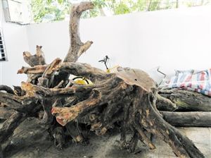 将进行竞价拍卖的花梨木枝干。(海口人民公园管理处供图)