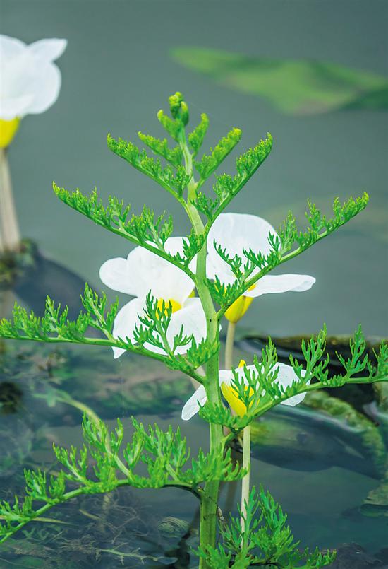 海口昌旺溪湿地保护小区，国家二级保护植物水蕨与水菜花。李幸璜 摄