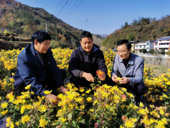 图：中国人寿派驻驻村干部查看帮扶产业金丝皇菊种植情况