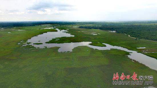 海口湿地保护修复得到国际社会认可。海南日报客户端记者韦茂金 摄