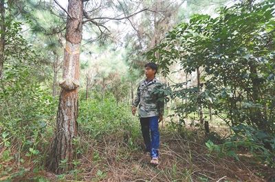 近日，在文昌昌洒镇公益林，护林协管员韩田夫巡查管辖片区的公益林。