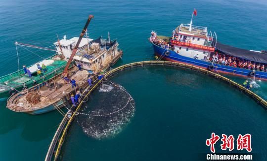 海南昌江棋子湾海域经过5个月的精心饲养的金鲳鱼顺利开捕，将通过电商销往全国。　骆云飞　摄