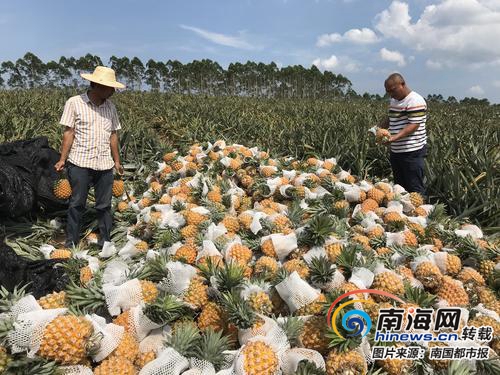 求助!海南上万斤菠萝几万亩芒果滞销 快来帮帮