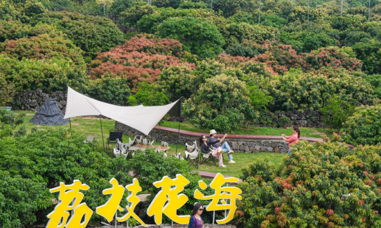 3月18日，海口市秀英区永兴镇荔枝花迎来盛花期，吸引不少市民游客前来踏青赏花、拍照打卡。陈元才 摄