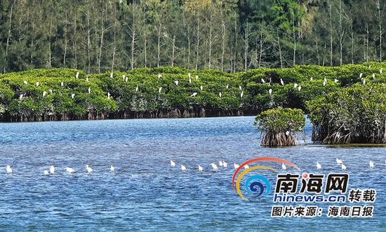 海南新盈红树林国家湿地公园一角。新华社记者姜恩宇摄