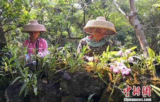 施茶村村民陈瑞妹（右）与同事在火山石斛园工作。　尹海明　摄