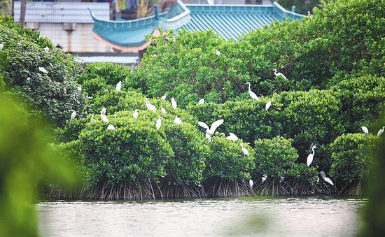 海南大学东坡湖湖心岛红树林湿地。通讯员 冯尔辉 摄