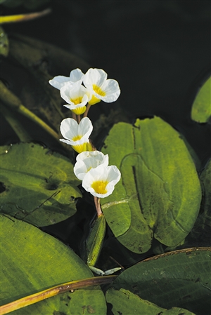 潭丰洋湿地生长的水菜花。海口日报记者石中华摄