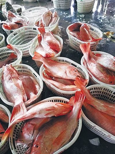 儋州红鱼。