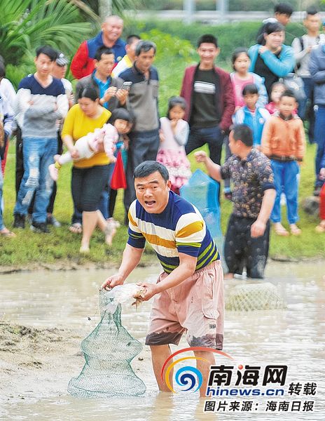 在文昌大庙村，罩鱼活动吸引游客参与。本报记者袁琛摄