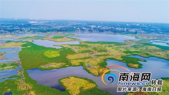 海口羊山南部最大的湿地——潭丰洋火山湿地。这里水草丰美，鸭儿戏水，鸟骑牛背的和谐场面时时可见。 海南日报记者 张茂 摄