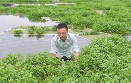 1月4日，海口市龙泉镇新联村韦公洋湿地，周缘在察看水芹的生长情况。海南日报记者 王凯 摄