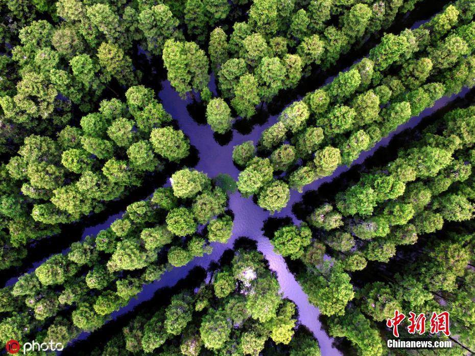 武漢漲渡湖水上森林綠意盎然 風(fēng)景美如畫