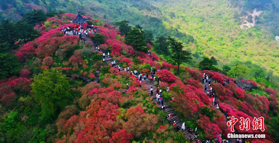 湖北麻城杜鹃花海迎客来 大量游客前来赏花观景(图1)