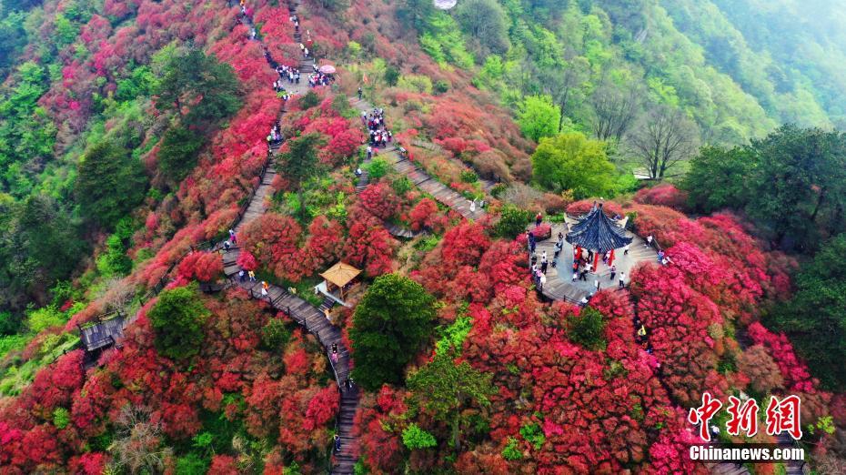 湖北麻城杜鹃花海迎客来 大量游客前来赏花观景(图3)