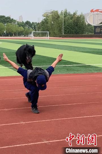 湖北武汉|直击武汉搜救犬训练：玩转“十八般武艺”