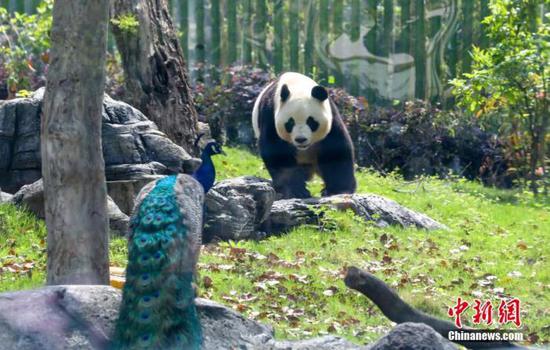 4月22日，熊猫“春俏”在熊猫馆外场地活动。 中新社记者 张畅 摄