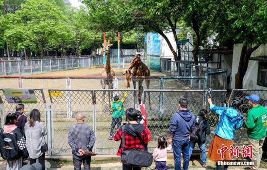 4月22日，游客在武汉动物园内游玩。当日，武汉动物园恢复开放。疫情防控阶段每日限流1.5万人次，采取无接触的售票方式。 中新社记者 张畅 摄