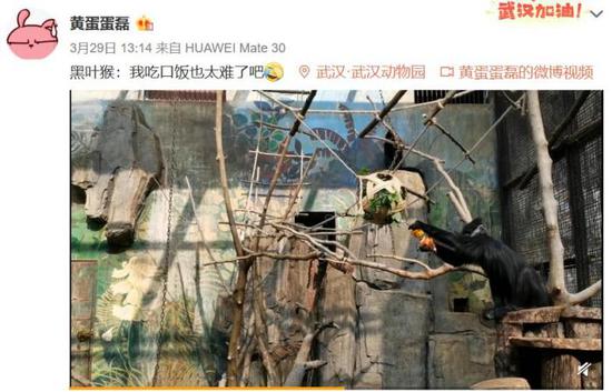 武漢動物園飼養(yǎng)員為黑葉猴設(shè)計(jì)的“小竹球、水果串”取食器。
