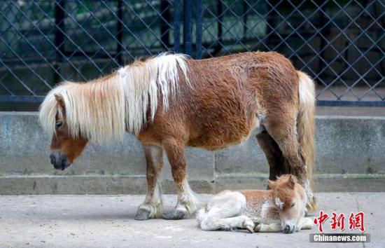 4月22日，新出生的小矮马依偎在“妈妈”脚边打盹。中新社记者 张畅 摄