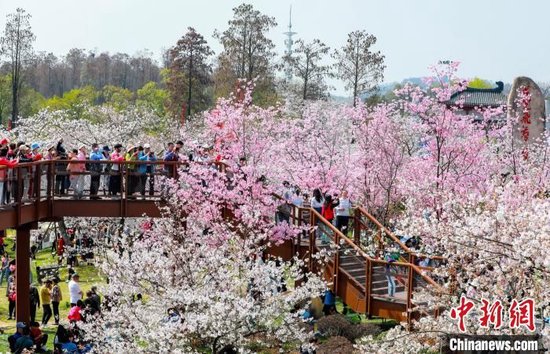 武汉东湖樱园樱花进入盛花期。张畅摄