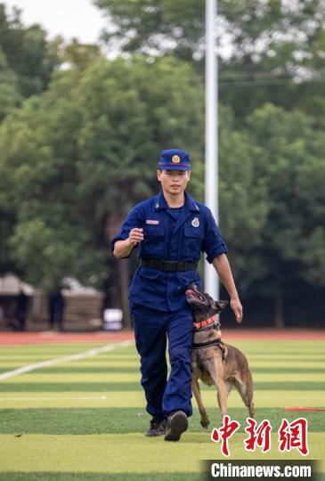 湖北武汉|直击武汉搜救犬训练：玩转“十八般武艺”