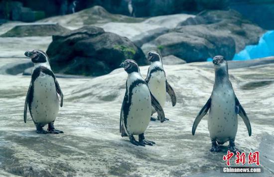 4月22日，武漢動物園企鵝館內(nèi)憨態(tài)可掬的企鵝。園內(nèi)露天動物場館正常開放，大熊貓館、河馬館、犀牛館、狒狒館等四個(gè)場館僅開放室外區(qū)域。 中新社記者 張暢 攝