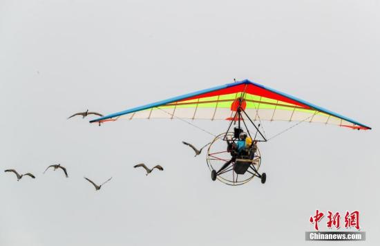 大雁与动力悬挂滑翔机一起御风飞翔。中新社记者 张畅 摄