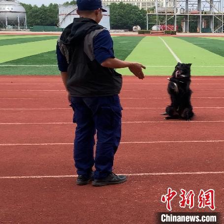 湖北武汉|直击武汉搜救犬训练：玩转“十八般武艺”