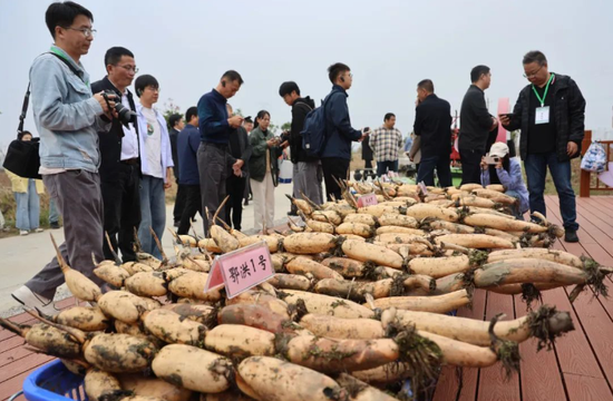 全国主流媒体走进“洪湖莲藕”品牌核心地,深入了解荆州莲藕产业发展 。张梦瑶摄