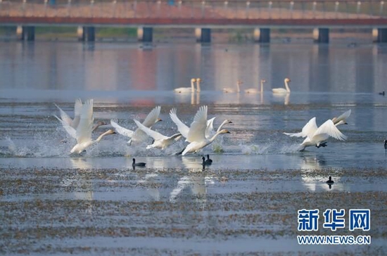 图为天鹅在季家湖越冬。新华网发 方梓轩 摄