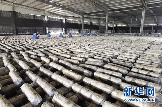 圖為技術(shù)人員在查看養(yǎng)菌情況。新華網(wǎng)發(fā) 鄒景根 攝
