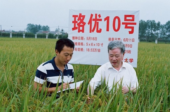 朱英国（右）与学生在湖北鄂州试验基地查看水稻生长情况（2013年9月8日摄）。　新华社发