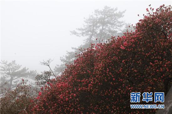 图为龟峰山含苞待放的杜鹃花