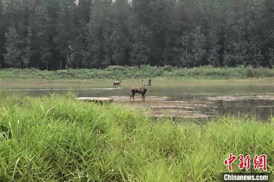 麋鹿与记者“对视”（摄于7月18日）　郭晓莹　摄