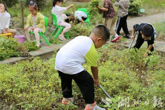湖北|现实版开心农场！湖北竹山一幼儿园设开心农场十年