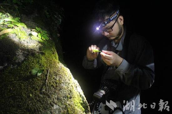 湖北九宫山|湖北一科研团队穿越九宫山普查240种蜘蛛
