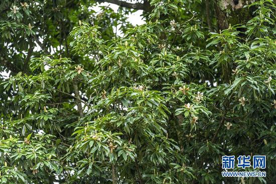 图为湖北恩施州利川市毛坝镇新华村的珍稀植物“巴东木莲”古树进入盛花期