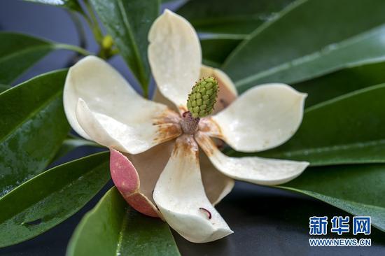 圖為湖北恩施州利川市毛壩鎮(zhèn)新華村的珍稀植物“巴東木蓮”古樹的花瓣