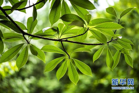 圖為湖北恩施州利川市毛壩鎮(zhèn)新華村的珍稀植物“巴東木蓮”古樹的枝葉