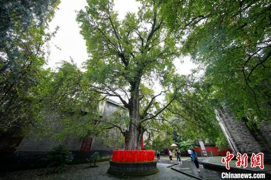  9月7日拍摄的位于襄阳市襄城区广德寺院内古银杏树（资料图） 杨东 摄