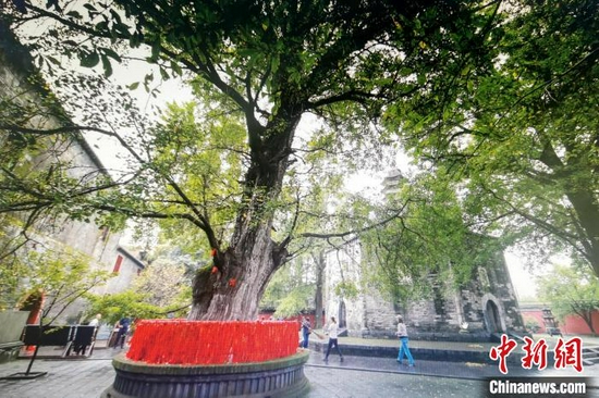 9月14日拍摄的位于襄阳市襄城区广德寺院内古银杏树　胡传林　摄