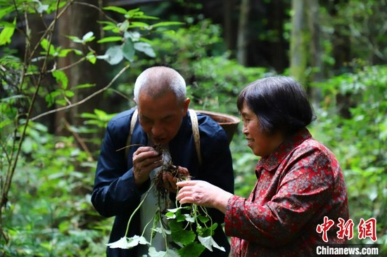   杨顺爱和妻子龙自群徒步寻找草药（资料图）　杨梦蝶　摄