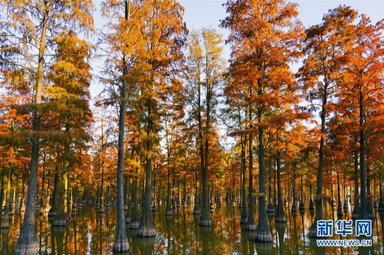 武汉涨渡湖湿地“水上森林”。新华网发 叶东辉 摄