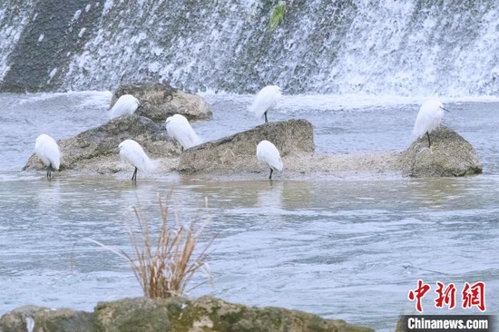 白鹭在湖北兴山县香溪河两岸觅食 袁选国 摄