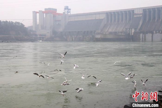 成群结对的河鸥在丹江口大坝坝下觅食、嬉戏 黄宇龙 摄