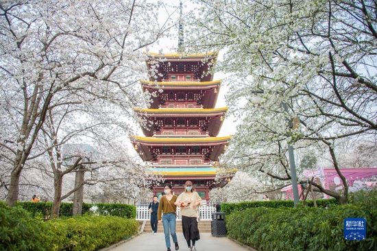 3月14日，游客在武汉东湖樱园散步赏樱。