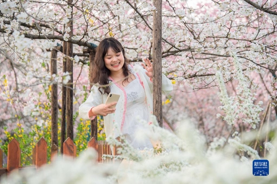 3月14日，游客在武汉东湖樱园赏樱拍照。