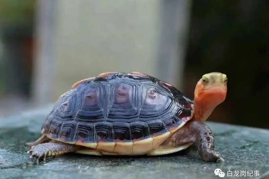 黄缘闭壳龟