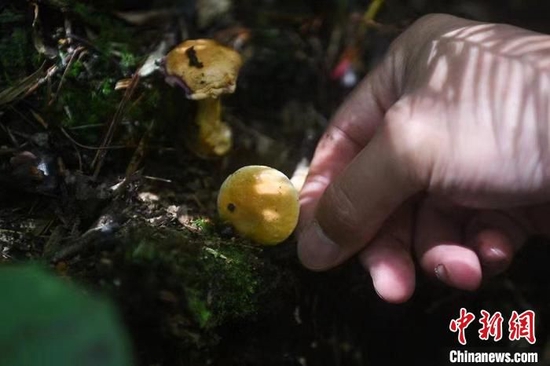 　　调查人员发现一种美丽却又危险的野生菌（资料图） 恩施州林业科学研究院 供图